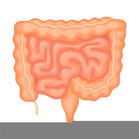 Small Intestine Clipart Free Images At