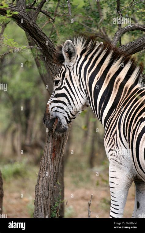 Zebra Eating Tree Bark At Hluhluwe Umfolozi Game Reserve Zululand