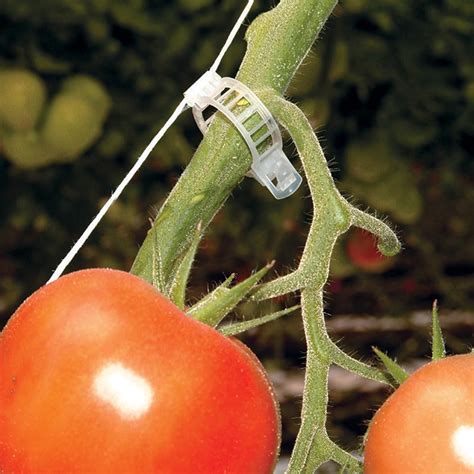 Standard Tomato Clips Box Of 1000 Farmtek