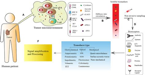 Frontiers Sensing Soluble Immune Checkpoint Molecules And Disease