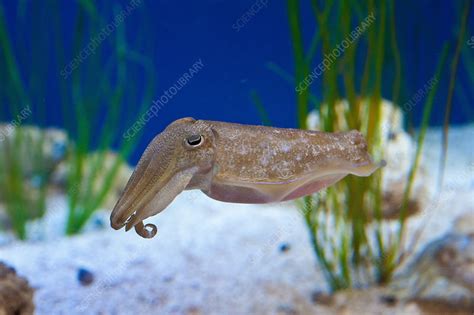Pharaoh Cuttlefish Stock Image C0401492 Science Photo Library