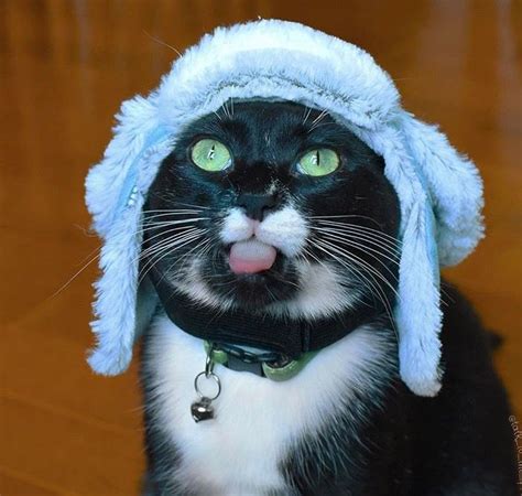455 Best Cats With Funny Hats Images On Pinterest Funny Hats