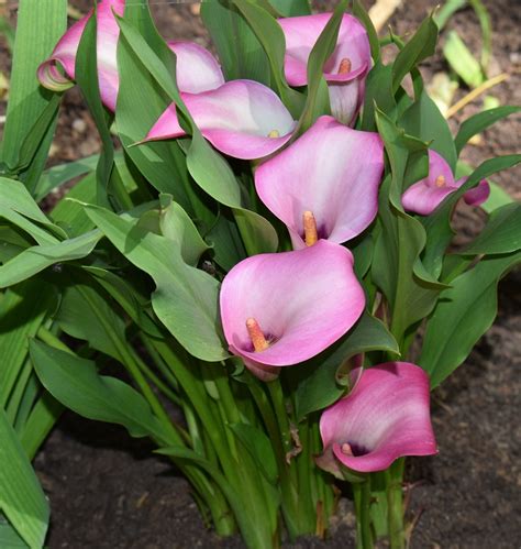 How To Care For A Calla Lily Outdoors Calla Lily Plant Grow And Care