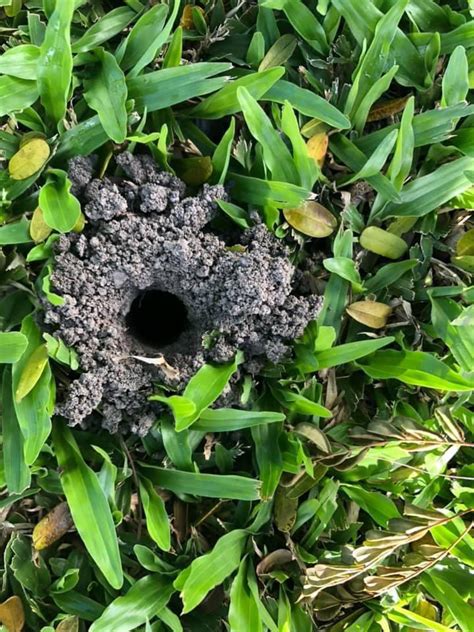 Im New To Brisbane Does Anyone Know What Makes This Hole In The Lawn