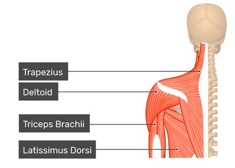 Rhomboid Attachment