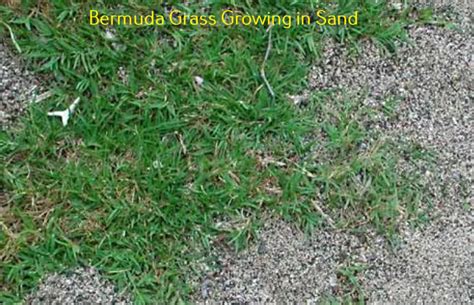 Will Bermuda Grass Grow In Sand Sandy Soils Lawnsbesty