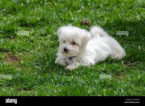 Maltese Puppy Maltese Dog Breed Stock Photo Alamy
