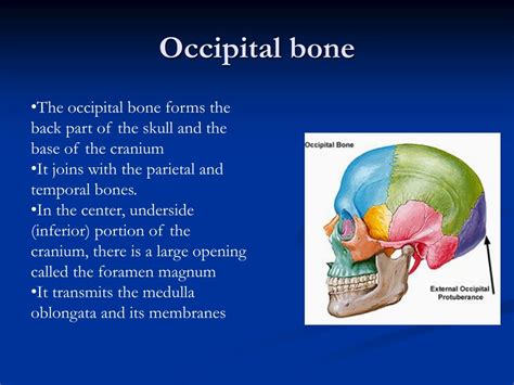 Ppt The Skull Powerpoint Presentation Free Download Id2028198