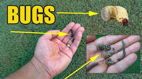 Treating Lawn Grubs Lawn Beetles Lawn Armyworms Youtube