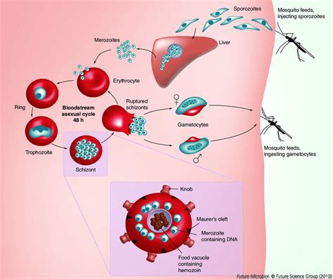 The Lifecycle Of Plasmodium Falciparum Parasites Malaria Infection