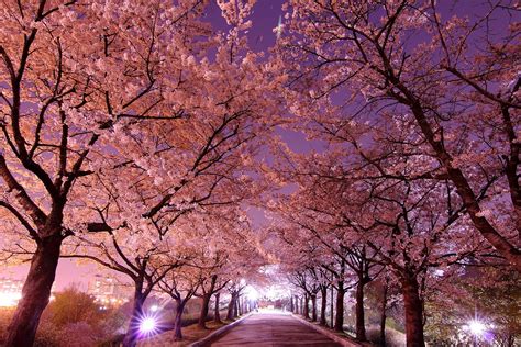 Cherry Blossoms At Night Cherry Blossom Wallpaper Japanese Cherry