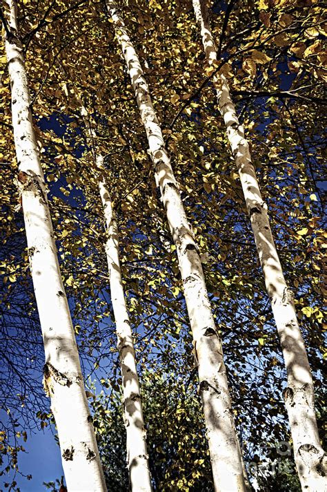 Birch Trees In Fall Photograph By Elena Elisseeva Fine Art America