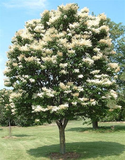 Japanese Tree Lilac Syringa Reticulata Deer Resistant Tree Ornamental Trees Flowering