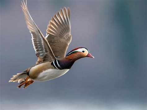 Mandarin Duck Bird Facts Aix Galericulata Bird Fact