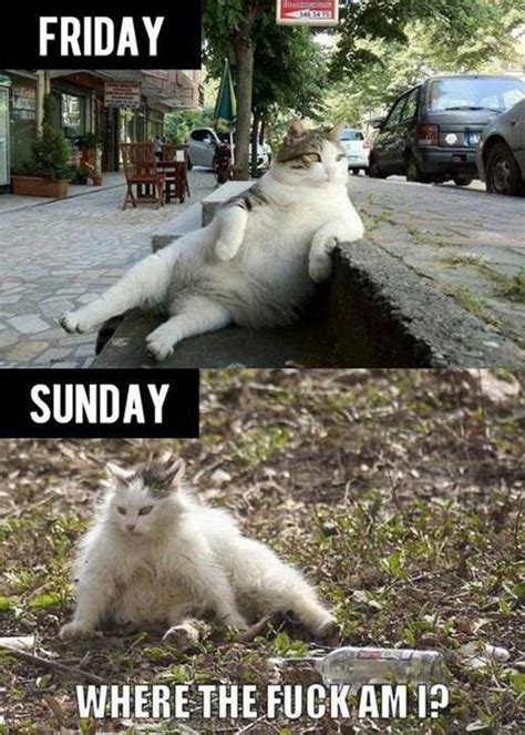 Friday Versus Sunday Cat Funny Pictures Funny Animals Funny Cartoons