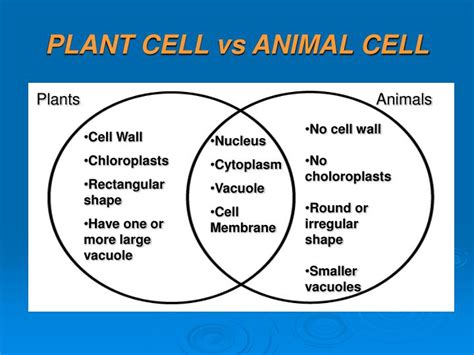 Check spelling or type a new query. PPT - Cells/Living Systems SOL 5.5 by Ellen Benegar ...