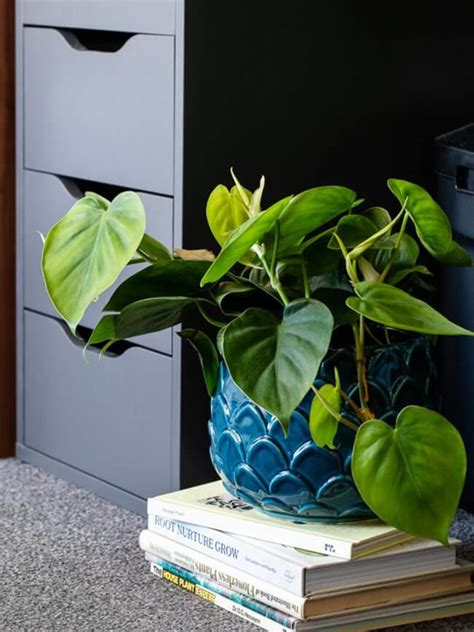 7 Low Maintenance Office Plants That Can Beautify Your Desk