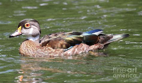 Juvenile Male Wood Duck Photograph By Ken Keener Pixels