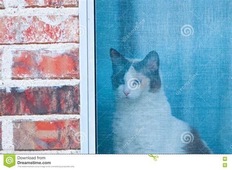 White And Black Cat Looking Out Window Screen Stock Photo Image Of