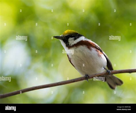 A Colorful Male Chestnut Sided Warbler Bird Seen At Magee Marsh In