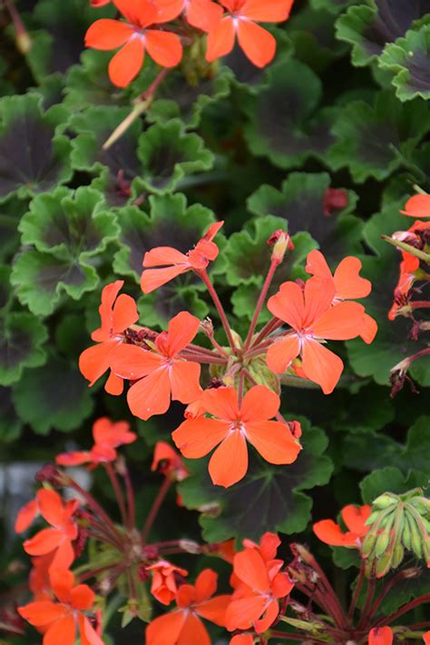 Brocade Fire Night Geranium Pelargonium Brocade Fire Night In