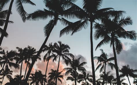Palms Tropics Backgrounds Trees Sky Download 3840x2400 Palms