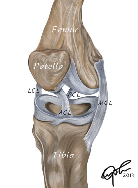 Surgical Treatment Options For An Acl Injury Chuba Oyolus Portfolio