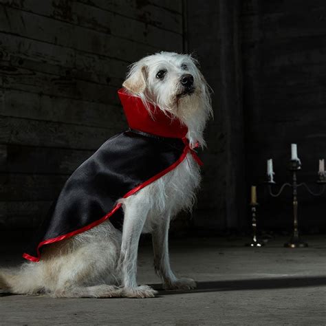 The Best Scary Dog Costumes For Halloween Bechewy
