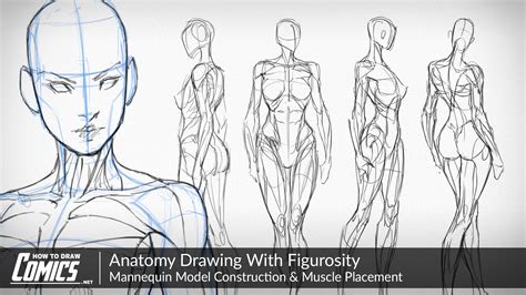 Anatomy Drawing With Figurosity Muscle Placement