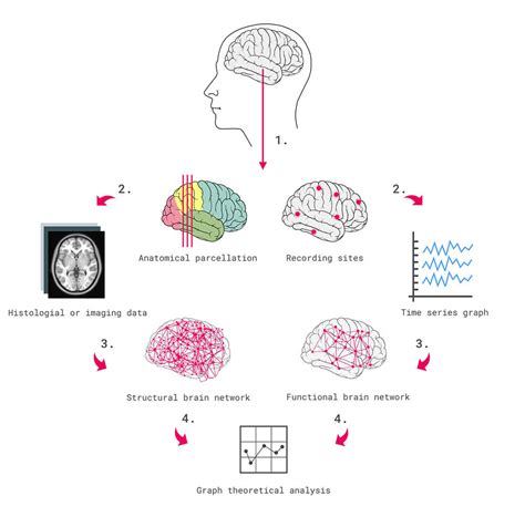 The Introductory Guide To Neuroscience Emotiv