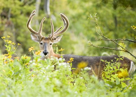 Deer Hunting How To Find Trophy Whitetails Hubpages
