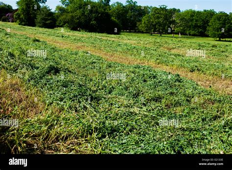 Alfalfa Grass High Resolution Stock Photography And Images Alamy