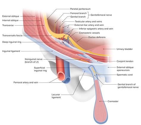 Inguinal Canal Anatomy And Hernias Concise Medical Knowledge