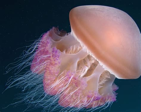 Wallpaper Deep Sea Jellyfish 1920x1080 Full Hd Picture Image