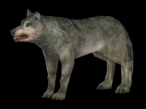 Dire Wolves Extinct Interesting Facts About The Dire Wolf An Extinct