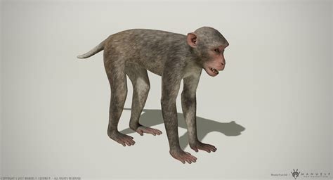 3d Model Rhesus Macaque 3d Monkey Pbr Vr Ar Low Poly Cgtrader
