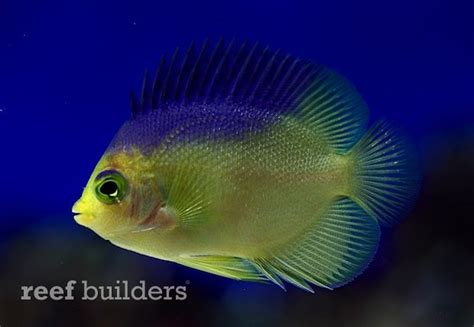 Colins Angelfish Is Now Shipping From Australia Reef Builders The