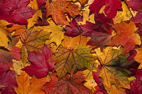 Why Leaves Turn Yellow In Autumn Homework Help