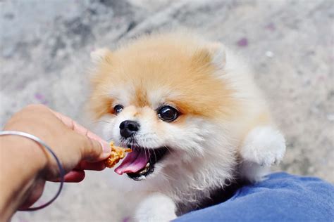 9 Best Dog Food For Pomeranian Healthy Food For Your Pom