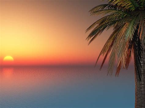 Palm Trees Sunset Tumblr California Palm Palm Trees - Backgrounds Of ...