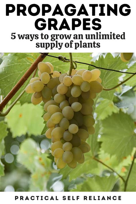 How To Propagate Grapes From Cuttings