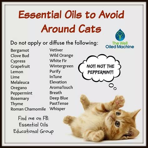 How to safely use essential oils in a household with cats. Always do research when using any essential oils around ...