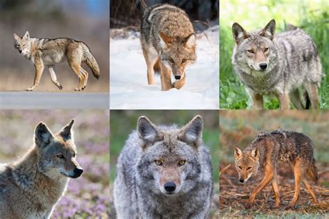 Coyote Colors With Examples Assorted Animals
