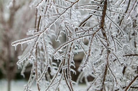 The Branches Of The Icicle Stock Photo Free Download