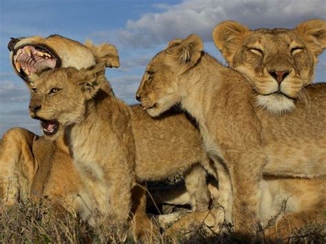 マサイのライオン狩り、守るべきは？ ナショナル ジオグラフィック日本版サイト