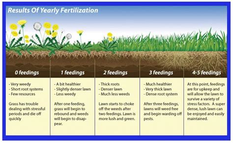Lawn Fertilizer How To Use Best Time To Fertilize Lawn Before Or