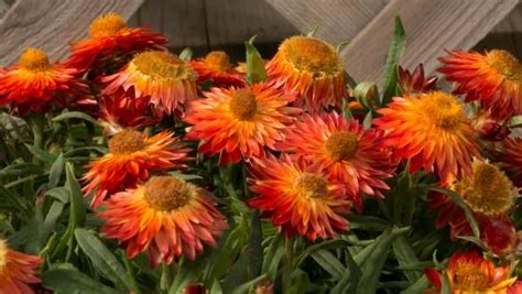 Inspiring Ideas To Plant A Garden For Year Round Color Hgtv