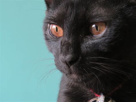 Portrait Of Black Cat With Brown Eyes Free Image Download