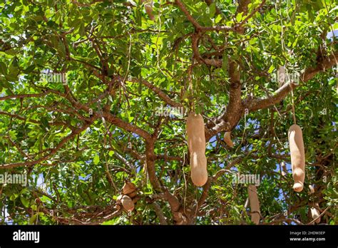 Fruits Of Sausage Tree Kigelia Growing In Africa In The Savannah