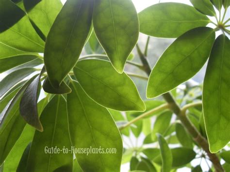 Common House Plants With Pictures